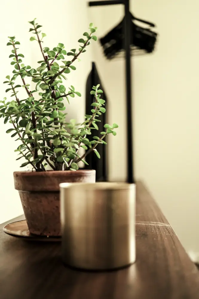Dettaglio d’arredo: pianta e portacandela