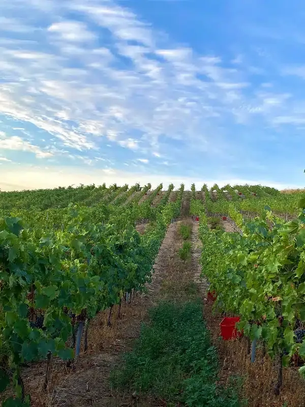 La Saint Vincent 2026 – Ajaccio fête les vignerons